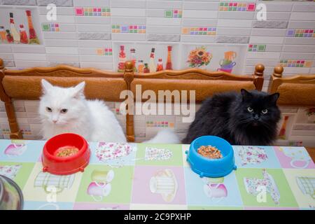 Weiße und schwarze Katze zusammen in der Küche Stockfoto