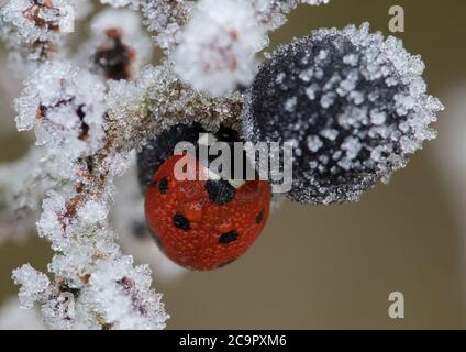 Ein sieben gefleckter Marienkäfer, der sich vor dem morgendlichen Frost versteckt. Stockfoto