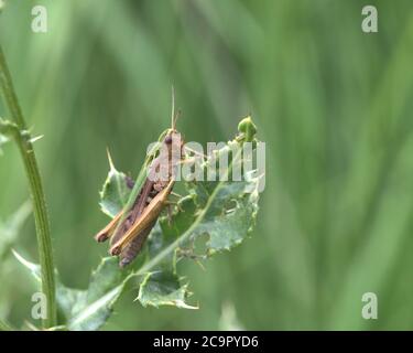 Grüne Heuschrecke, Omocestus viridulus Stockfoto