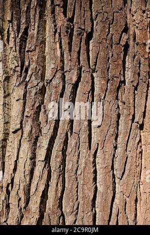 Alte Eichenrinde Nahaufnahme Textur Makro Hintergrund Stockfoto