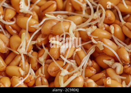 Gekeimt Weizenkörner mit Sprossen Nahaufnahme Makro Stockfoto