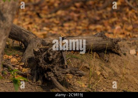 Rufous Treepie, Dendrocitta Vagabunda Eingeborener des indischen Subkontinents, der auf dem toten gefallenen trockenen Baumstamm sitzt Stockfoto