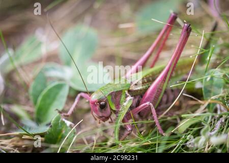 Gewöhnlicher Warzenbiter, weiblich (Decticus verrucivorus) Stockfoto