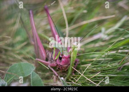 Gewöhnlicher Warzenbiter, weiblich (Decticus verrucivorus) Stockfoto