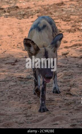 afrikanischer Wildhund (Lycaon pictus) im chobe Nationalpark, Botswana Stockfoto