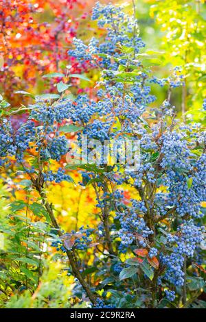 Mahonia aquifolium (Oregon-Traube oder Oregon-Traube) reifen auf den Zweigen. Pflanze in der Familie Berberidaceae. Blaue Beeren auf einem Busch Stockfoto