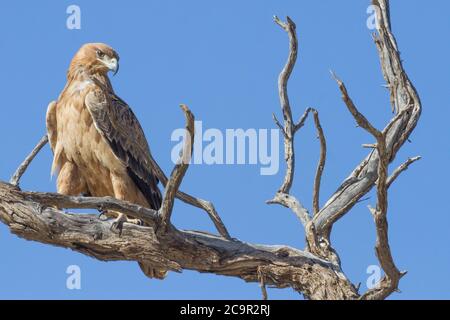 Ein tawniger Adler (Aquila rapax) Sitzen in einem toten Baum in der Kalahari gegen ein Blauer Himmel Stockfoto