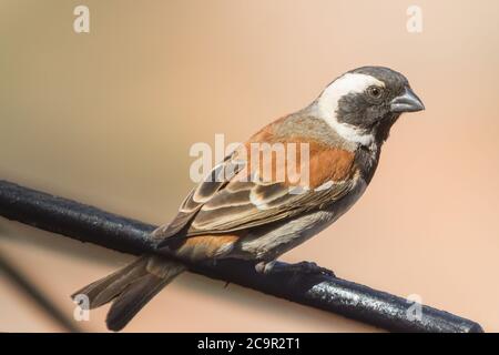 Ein männlicher Cape Sparrow (Passer melanurus), der auf einer Metallstange in der Kalahari, Südafrika, mit Bokeh thront Stockfoto