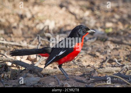 Karmesinbrustwürger (Laniarius atrococcineus) sitzt auf dem Boden in der Kalahari, Südafrika mit Bokeh Stockfoto