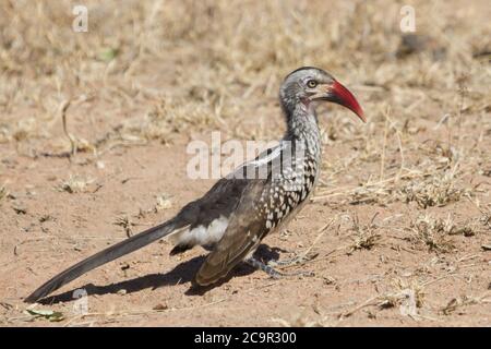 Südliche Rotschnabelhornvogel (Tockus rufirostris) auf dem Boden für Insekten in Südafrika mit Bokeh Hintergrund zu Nahrungssuche Stockfoto