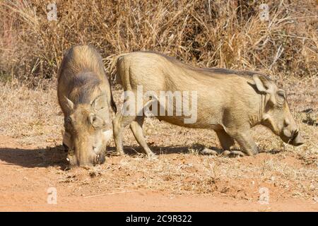 Warzenschweine (Phacochoerus africanus) paaren sich auf ihren Knien, die in Südafrika grasen Stockfoto