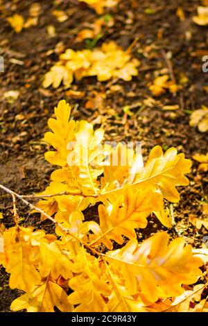 Gefallene Eichenblätter mit selektivem Fokus. Trockene Eichenblätter auf dem Boden. Herbstwald Hintergrund. Speicherplatz kopieren Stockfoto