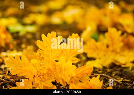 Gefallene Eichenblätter mit selektivem Fokus. Trockene Eichenblätter auf dem Boden. Herbstwald Hintergrund. Speicherplatz kopieren Stockfoto