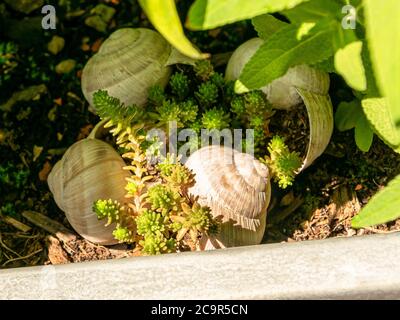 Steinernte wächst in gesammelten Schneckenschalen von Helix pomatia Stockfoto