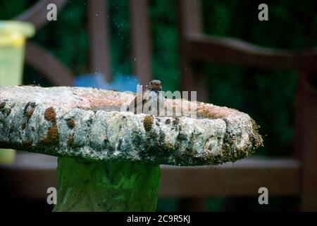 DUNNOCK MIT EINEM BAD UND EINEM DRINK. Stockfoto