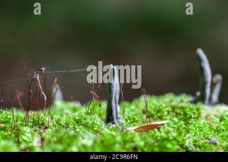 Totmannfinger schwarzer Pilz wächst in grünem Moos. Xylaria polymorpha im Sommerwald Stockfoto