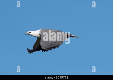 Weißbauchseeadler (Haliaeetus leucogaster) im Flug, Fogg Dam, Northern Territory, NT, Australien Stockfoto