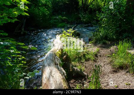 Wandern durch die Hölle. Höllbachtal bei Rettenbach im bayerischen Wald Stockfoto
