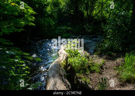 Wandern durch die Hölle. Höllbachtal bei Rettenbach im bayerischen Wald Stockfoto