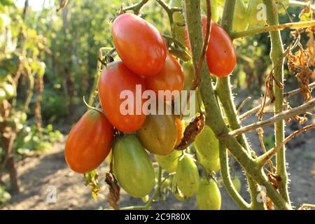 Ein Bündel von ovalen geformten Tomaten creme rot reif und Grün hängend wächst auf einer Tomatenpflanze Nahaufnahme Ernte Produktion Gartenbau Landwirtschaft Stockfoto