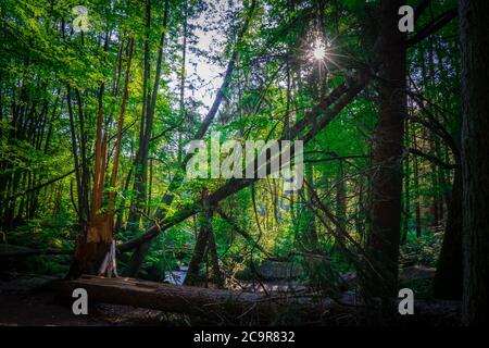 Wandern durch die Hölle. Höllbachtal bei Rettenbach im bayerischen Wald Stockfoto
