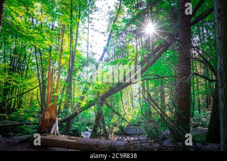 Wandern durch die Hölle. Höllbachtal bei Rettenbach im bayerischen Wald Stockfoto