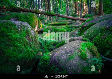 Wandern durch die Hölle. Höllbachtal bei Rettenbach im bayerischen Wald Stockfoto