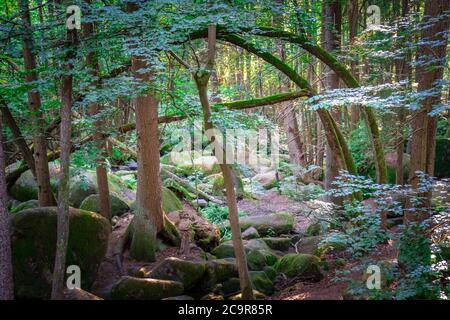 Wandern durch die Hölle. Höllbachtal bei Rettenbach im bayerischen Wald Stockfoto