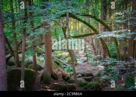 Wandern durch die Hölle. Höllbachtal bei Rettenbach im bayerischen Wald Stockfoto