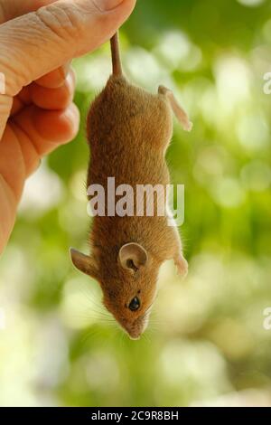 Holzmaus. Apodemus sylvaticus. Stockfoto