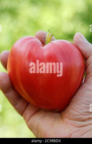 Herzförmige Tomaten. Stockfoto