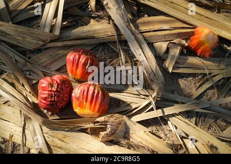 Pandanus Frucht fiel von einem Pandanus spiralis Baum im Northern Territory of Australia Stockfoto