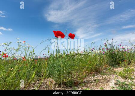 Rote Mohnblumen vor einem blauen Himmel von unten. Wiesenblumen im weichen Fokus. Leidenschaftliche hellen floralen Hintergrund. Wunderschöne wilde Blumen. Querformat w Stockfoto