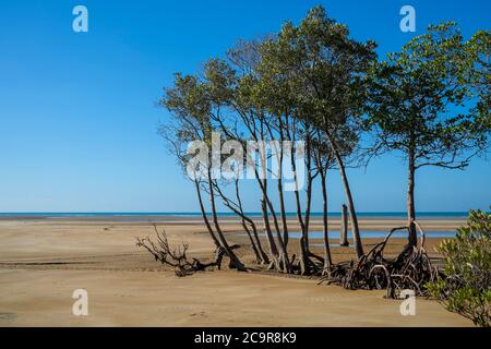 Mangrovenbäume an einem Strand bei Ebbe, in der Nähe von Darwin, Northern Territory, Australien Stockfoto