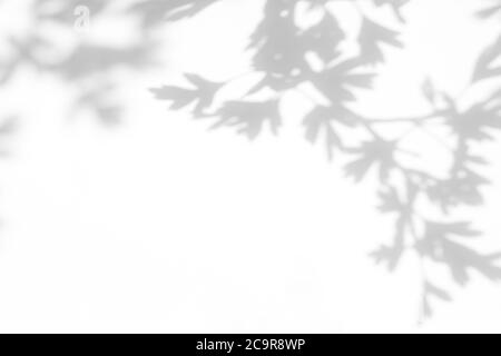 Grauer Schatten von Weißdornblättern an einer weißen Wand Stockfoto