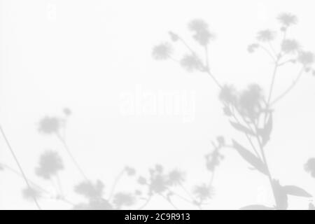Graue Schatten von Blumen und Gras an der weißen Wand Stockfoto