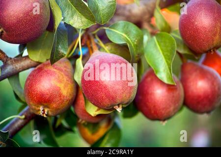 Bio-Birnen wächst auf dem Baum. Nahaufnahme. Stockfoto