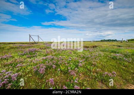 Meereslavendel auf dem Norfolk-Sumpfgebiet. Stockfoto