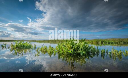 Die Norfolk Küstensalzlandschaft wird bei Flut überflutet. Stockfoto