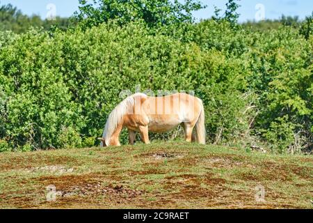Fohlen des Exmoor Pferde grasen auf der Weide. Ein Pferd Rasse für Naturschutz Management verwendet. Stockfoto