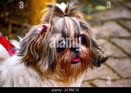 Shih Tzu Hunderasse mit einem niedlichen Pony Schwanz auf dem Kopf mit Zunge aus fotografiert draußen an einem sonnigen Tag Stockfoto