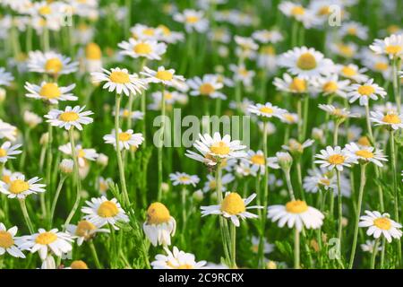 Gänseblümchen oder Kamille wachsen auf dem Feld. Blumen Hintergrund Stockfoto