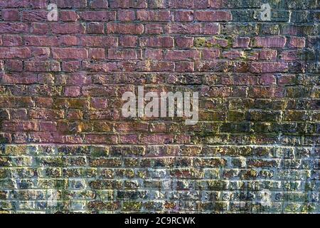 Alte Ziegelwand mit grünen Algen wie Schicht und weiße Farbe bedeckt Stockfoto