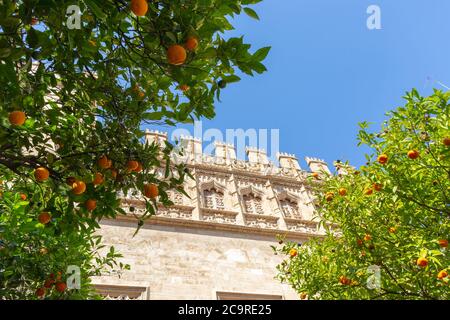 Die Llotja de la Seda oder Lonja de la Seda, Seidenbörse, valencianisches Bürgerhaus im gotischen Stil in Valencia, Spanien Stockfoto