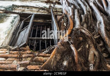 Großer Baum wächst in alten roten Ziegeln Wand im alten Haus, das das alte Holzfenster ruiniert. Archäologische Gegend. Kein Fokus, speziell. Stockfoto