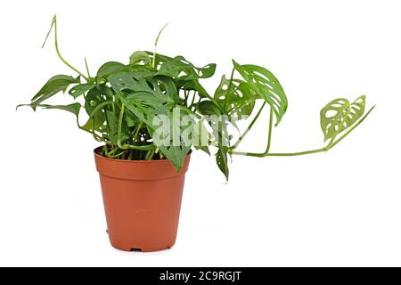 Tropische Monstera Acuminata oder Schweizer Käseweinhauspflanze isoliert auf weißem Hintergrund Stockfoto