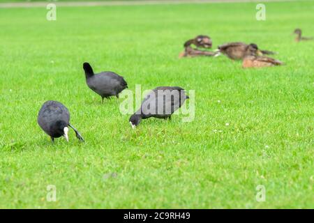 Eurasische Koots Essen Gras In Amsterdam Niederlande 29-7-2020 Stockfoto