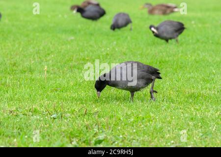 Eurasische Koots Essen Gras In Amsterdam Niederlande 29-7-2020 Stockfoto