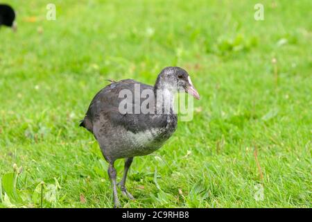 Junge Eurasische Fußballen Zu Fuß In Amsterdam Niederlande 29-7-2020 Stockfoto