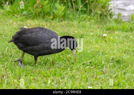 Eurasische Fußgänger Zu Fuß In Amsterdam Niederlande 29-7-2020 Stockfoto